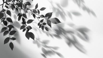 Shadow Texture. Abstract Design with Botany Tree Branch Composition