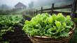 © shunfei - Organic green lettuce with dew in wicker basket at rural farm, fresh produce for farm-to-table and sustainable agriculture.