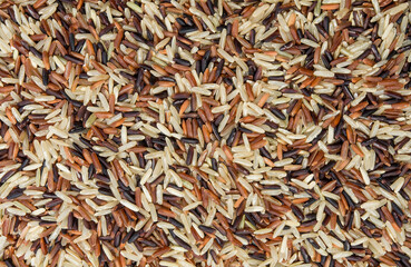 Close-up of dark brown rice grains and purple rice grains, Riceberry seed and brown rice