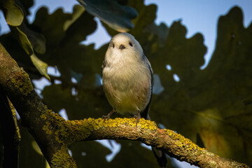 Wall Mural - A long-tailed tit sits on the branch of an oak tree toward the camera lens on a sunny fall day.