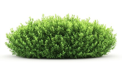 Canvas Print - green bush isolated on white background  