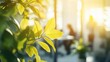 © Thanos - Blurred Office Background with Green Plants and Business People – Sunlight and Bokeh Effect