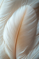 Poster - A soft close-up of a white bird feather with gentle curves,