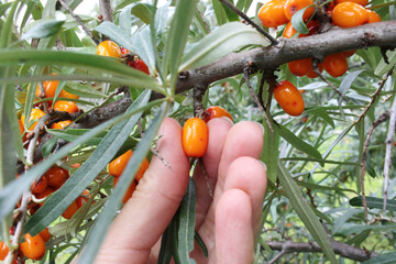 Harvesting fresh ripe sea buckthorn berries from brunches, hand close up. Close up of a spring of ripe sea buckthorn berries.