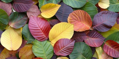 Wall Mural - A vibrant collection of fall leaves in shades of red, yellow, and green.