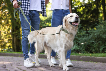 Wall Mural - Cute Golden Retriever dog walking with couple outdoors, closeup