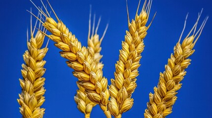 Poster -   Close-up image of wheat stalk against blue sky background