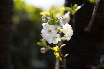 Cherry blossoms.
Blooming of cherry blossoms in spring season.