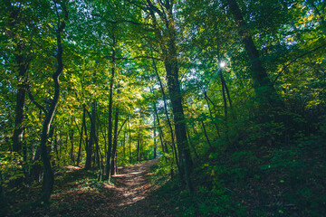 Wall Mural - green forest,  nature background