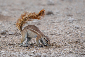 Cape ground squirrel (Geosciurus inauris) searching for food and using his tail as an umbrella in Etosha National Park in Namibia