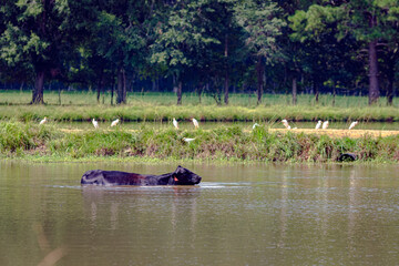 Wall Mural - Angus cow in a pond