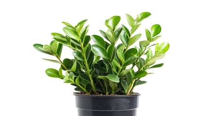 Wall Mural - Zamioculcas zamiifolia or ZZ plat, zuzu plant, interior decor potted plant isolated on white background 