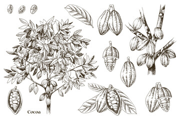 Poster - Cocoa beans botanical illustrations set