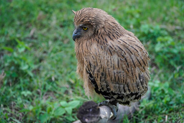 buffy fish owl (ketupa ketupu) at dawn wandering the meadow