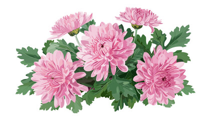 Wall Mural - Pink Chrysanthemums vector illustration with large green leaves, garden flower, floral design, vibrant garden blooms, decorative floral elements, colorful chrysanthemum