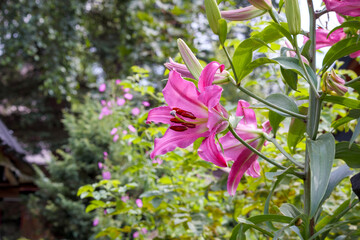 
purple flowers in the garden