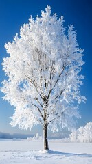 Wall Mural - a beautiful tree, covered in snow, stands alone in the snowy field against a blue sky