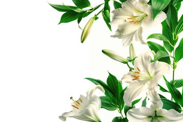 Canvas Print - A close-up shot of a bunch of white flowers with green leaves