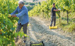 © DisobeyArt - Multigenerational workers collecting grapes for organic wine making - Tradition, farmer lifestyle and small business concept - Focus on left man face