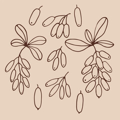 Wall Mural - Set leaves and barberry berries. Botanical element. Hand drawn vector illustration in outline style.