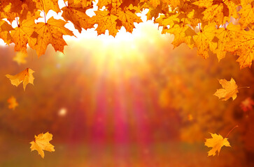 Wall Mural - autumn maple leaves on wooden table.falling leaves natural background.