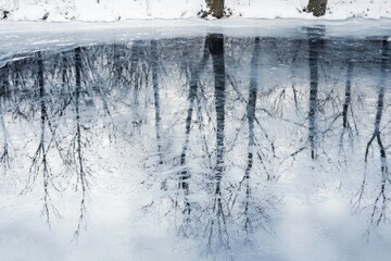 Wall Mural - Silhouettes of Trees Reflected in a Partially Frozen Pond