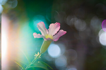 A single, delicate pink flower blooms against a blurred background of green foliage and soft, diffused light. The flower has five petals with ruffled edges.