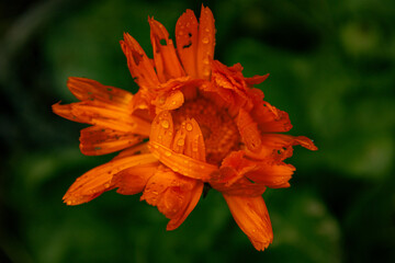 orange flower in the garden