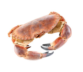 Sticker - One raw crab isolated on white. Sea food