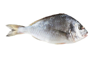 Wall Mural - One raw gilthead fish isolated on white. Sea food