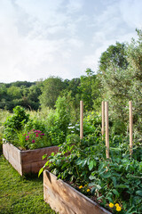 Wooden box of vegetable and herbs in Summer