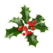© Sunday Cat Studio - A vibrant holly plant with glossy leaves and bright red berries, perfect for holiday decorations and seasonal designs, transparent background.