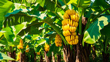 Ripe bananas on a banana tree.
