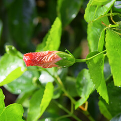 Bud of orange hibiscus flowers on a bush in a garden, covered in raindrops.