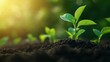 © patungkead - New Life  Green Plant Seedlings Emerging From Soil In Sunlight