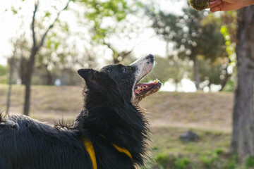 Primer plano de un lindo perro