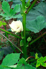 lady's fingers and flower in healthy green plant with leaves