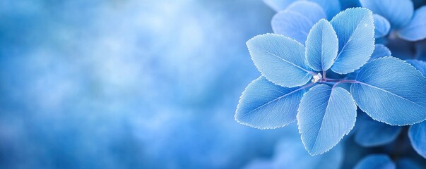 blue plant leaves branch on blue bokeh background