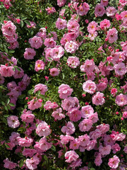 Wall Mural - Beautiful climbing rose bush with pink blooms 