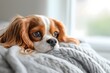 © Julian Adams - Cavalier King Charles Spaniel, Dog Portrait Photography, Cavalier King Charles Spaniel Close-up, Cavalier King Charles Spaniel Pet Photo, High Quality Dog Image