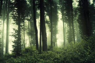 Wall Mural - magical green forest landscape in fog