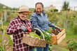 © Sabrina - Happy multiracial senior women having fun during harvest period in the garden - Female farmer friends picking up fresh organic vegetables - Focus on the basket with vegetable
