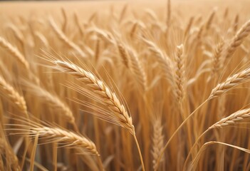 Golden wheat field with ripe ears of wheat, blurred background