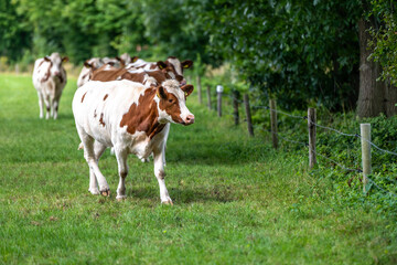 a herd of cows in the meadow on the green grass