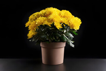 Yellow chrysanthemums in flowerpot on black background