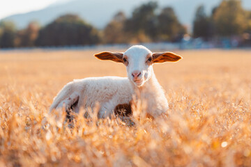 sheep on a meadow