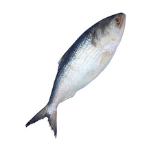 Freshwater Fish Stock Photos Free Stock Photo - Public Domain Pictures