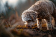 © Firn - Lagotto Romagnolo dog searching for truffles in forest