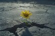 © typepng - Stock image of a flower emerging from a crack in the asphalt, representing the resilience of nature.