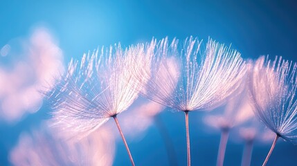 Poster - Dandelion seeds are glowing on a blue background